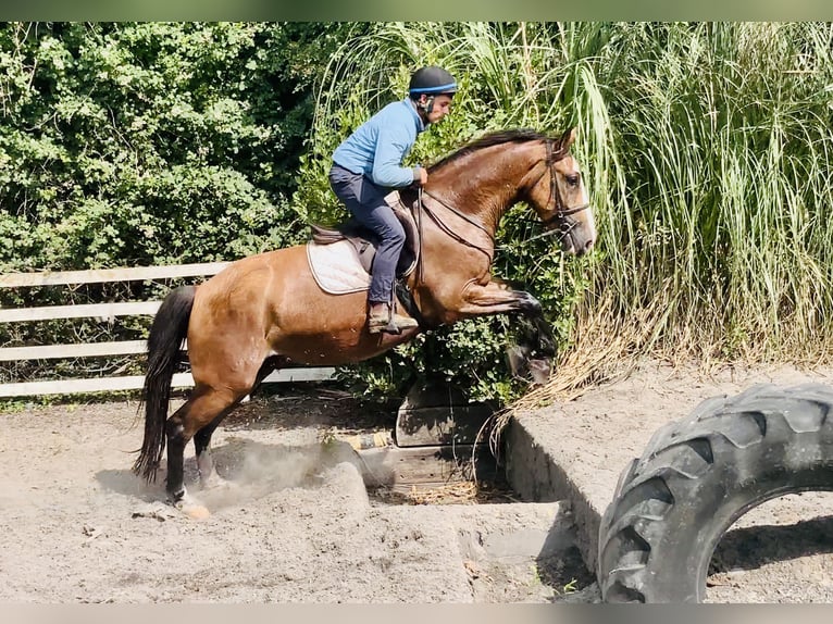 Irish Sport Horse Gelding 4 years 16,1 hh Brown in Mountrath
