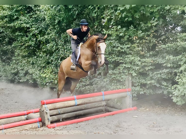 Irish Sport Horse Gelding 4 years 16,1 hh Brown in Mountrath