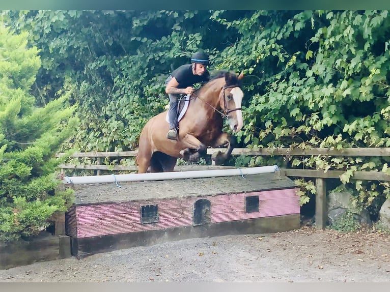 Irish Sport Horse Gelding 4 years 16,1 hh Brown in Mountrath