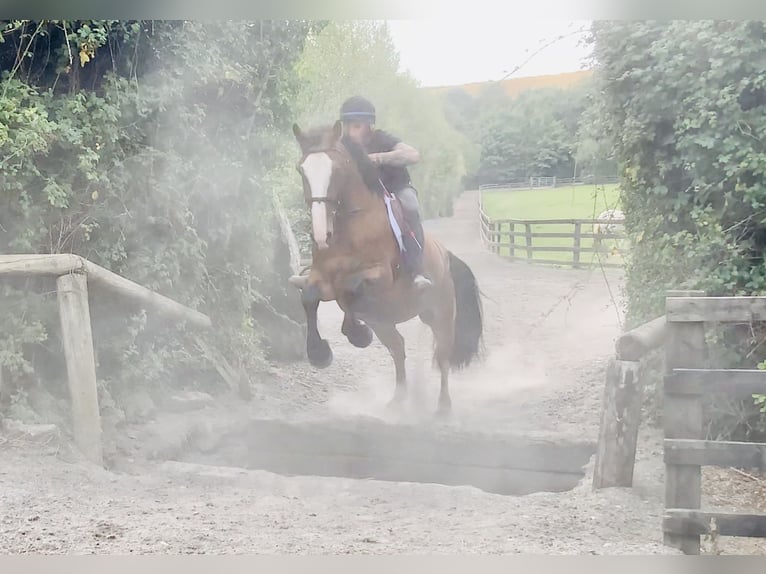 Irish Sport Horse Gelding 4 years 16,1 hh Brown in Mountrath