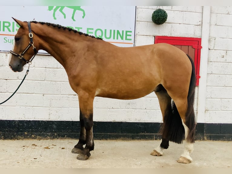Irish Sport Horse Gelding 4 years 16,1 hh Brown in Mountrath