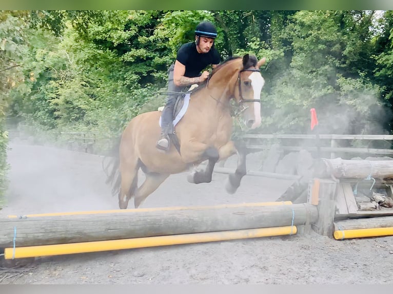 Irish Sport Horse Gelding 4 years 16,1 hh Brown in Mountrath