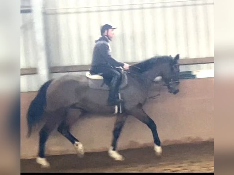 Irish Sport Horse Gelding 4 years 16,2 hh Bay-Dark in Elze