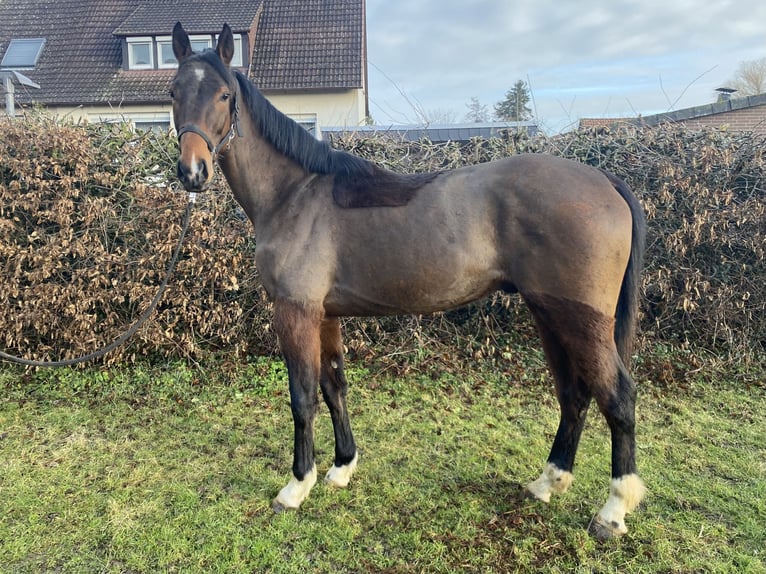 Irish Sport Horse Gelding 4 years 16,2 hh Bay-Dark in Elze