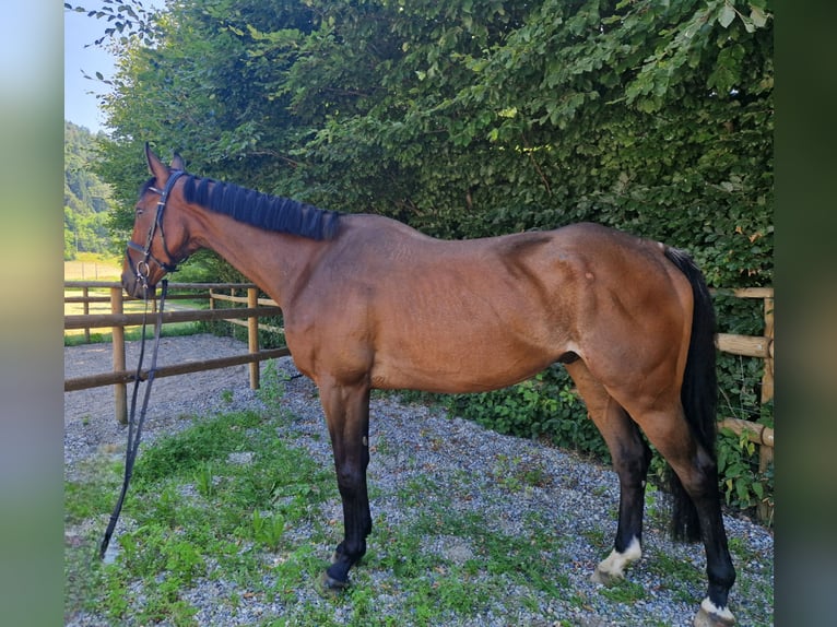 Irish Sport Horse Gelding 4 years 16,2 hh Brown in Gummern