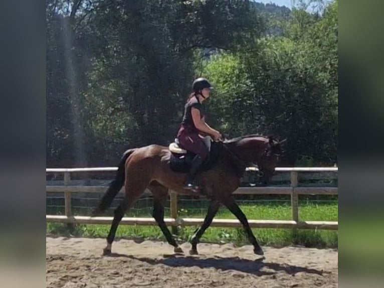 Irish Sport Horse Gelding 4 years 16,2 hh Brown in Gummern