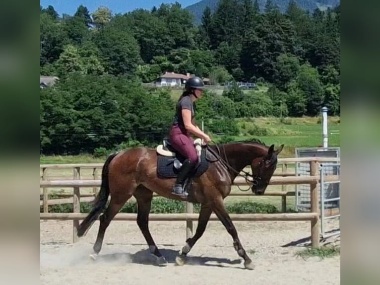 Irish Sport Horse Gelding 4 years 16,2 hh Brown in Gummern