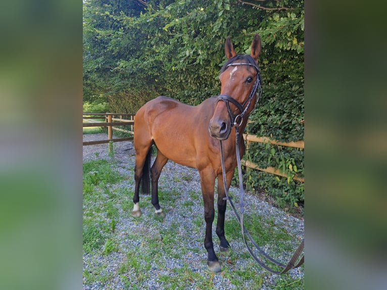 Irish Sport Horse Gelding 4 years 16,2 hh Brown in Gummern