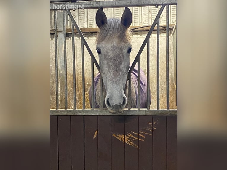 Irish Sport Horse Gelding 4 years 16,2 hh Grey in Lismore
