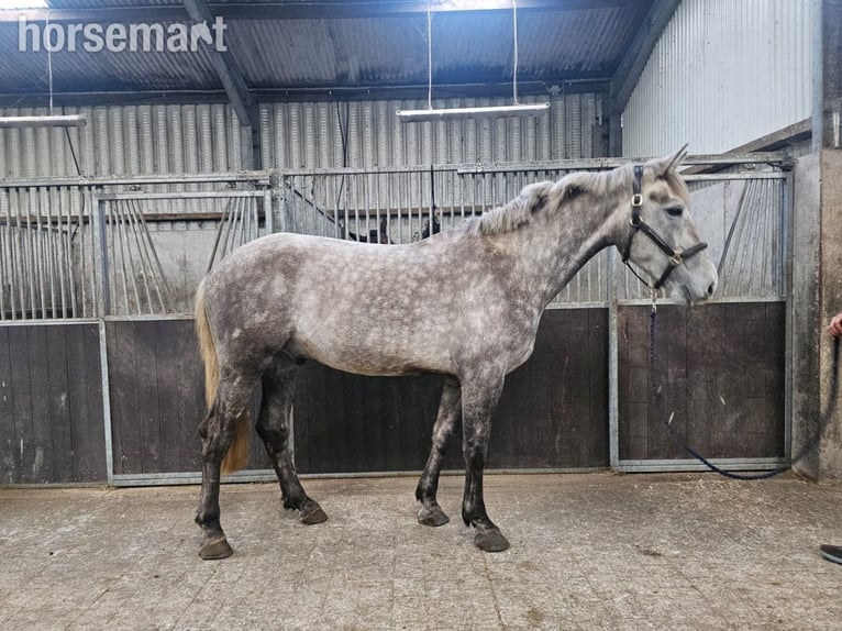 Irish Sport Horse Gelding 4 years 16,2 hh Grey in Lismore