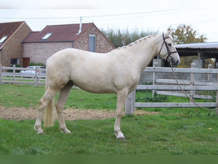 Irish Sport Horse Gelding 4 years 16,2 hh Palomino in Bogaarden