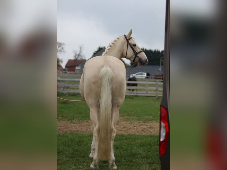 Irish Sport Horse Gelding 4 years 16,2 hh Palomino in Bogaarden
