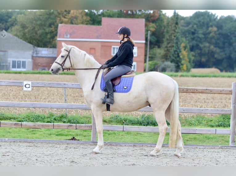 Irish Sport Horse Gelding 4 years 16,2 hh Palomino in Bogaarden