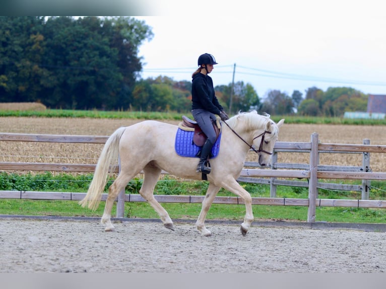 Irish Sport Horse Gelding 4 years 16,2 hh Palomino in Bogaarden