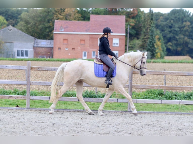 Irish Sport Horse Gelding 4 years 16,2 hh Palomino in Bogaarden
