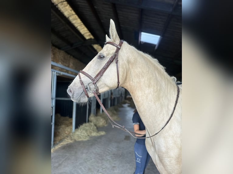 Irish Sport Horse Gelding 4 years 16,2 hh Palomino in Bogaarden