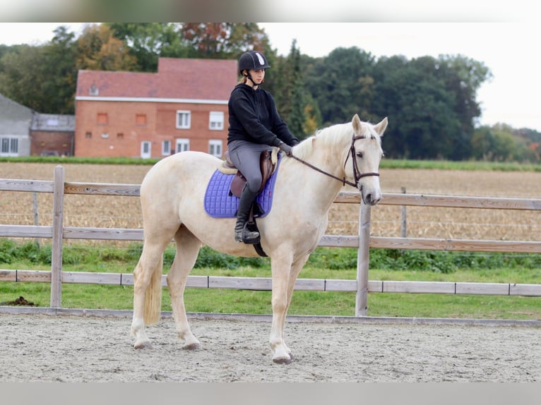 Irish Sport Horse Gelding 4 years 16,2 hh Palomino in Bogaarden