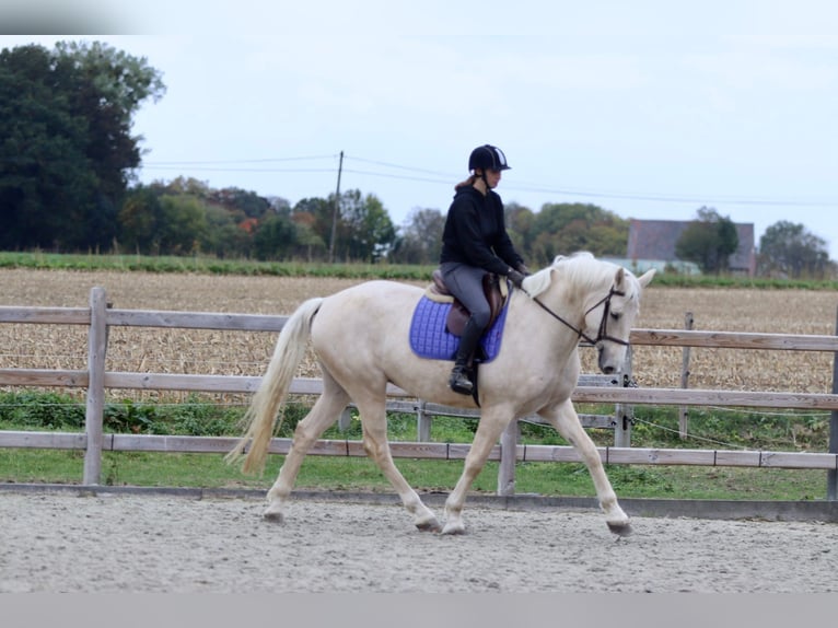 Irish Sport Horse Gelding 4 years 16,2 hh Palomino in Bogaarden
