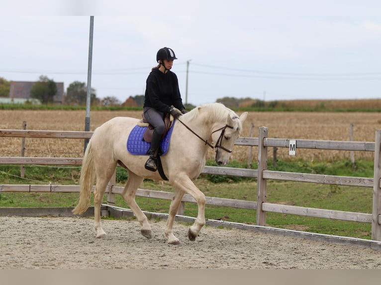 Irish Sport Horse Gelding 4 years 16,2 hh Palomino in Bogaarden