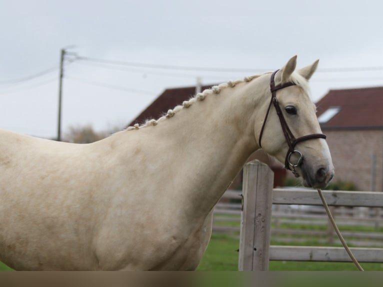 Irish Sport Horse Gelding 4 years 16,2 hh Palomino in Bogaarden