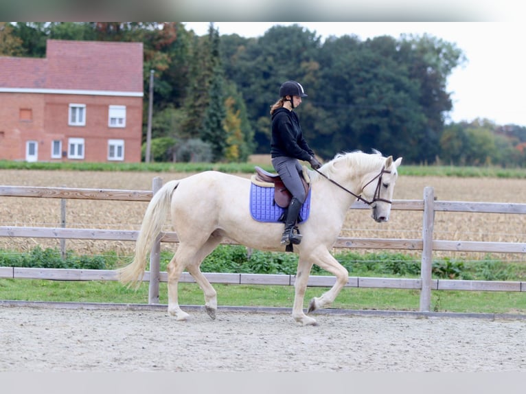 Irish Sport Horse Gelding 4 years 16,2 hh Palomino in Bogaarden