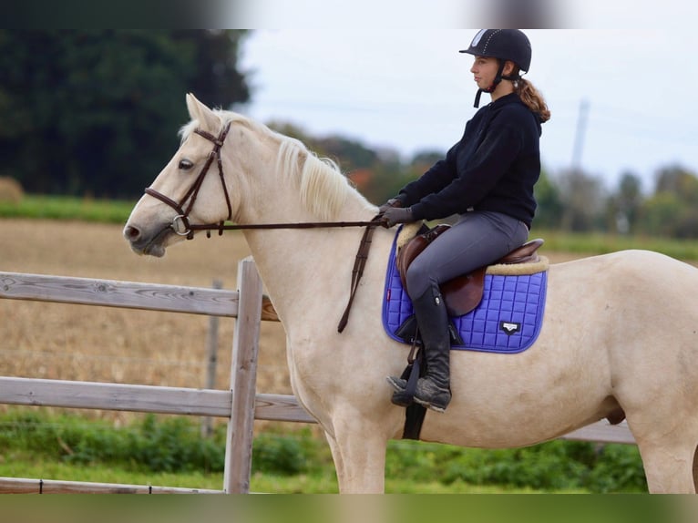 Irish Sport Horse Gelding 4 years 16,2 hh Palomino in Bogaarden Irish Sport Horse Gelding 4 years 16,2 hh Palomino in Bogaarden