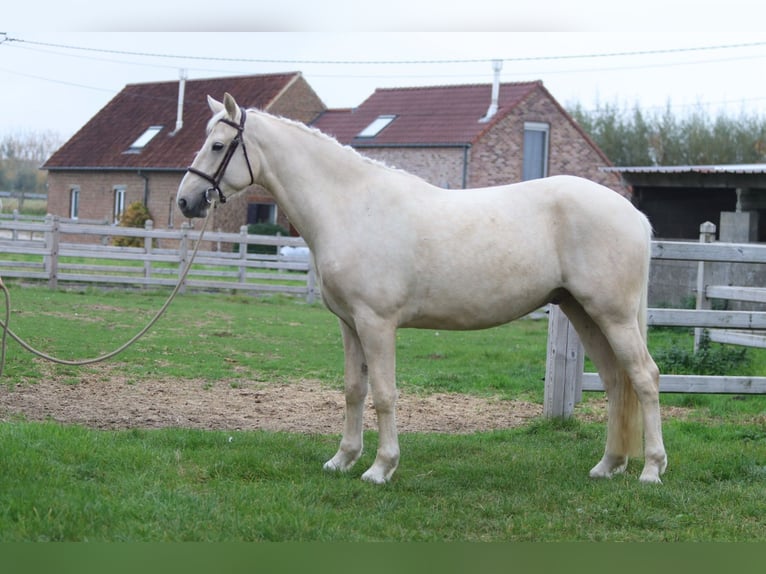 Irish Sport Horse Gelding 4 years 16,2 hh Palomino in Bogaarden Irish Sport Horse Gelding 4 years 16,2 hh Palomino in Bogaarden