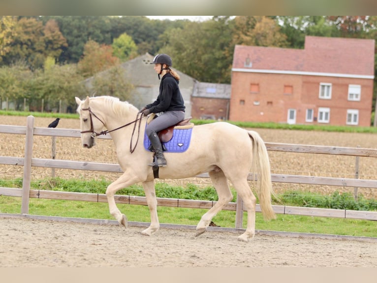 Irish Sport Horse Gelding 4 years 16,2 hh Palomino in Bogaarden Irish Sport Horse Gelding 4 years 16,2 hh Palomino in Bogaarden