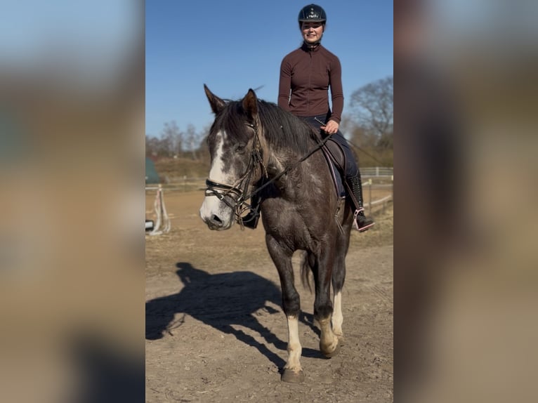 Irish Sport Horse Gelding 4 years 17.2 hh  in Trebbin