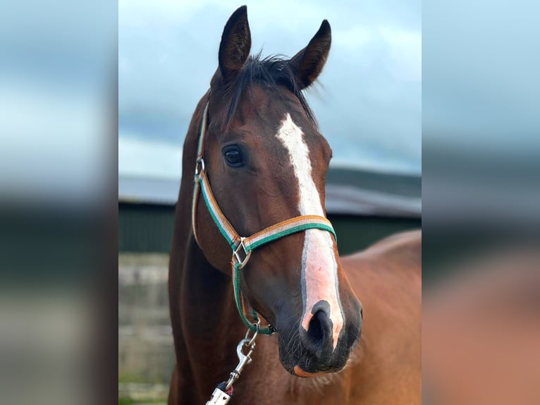 Irish Sport Horse Gelding 4 years 17 hh Bay-Dark in Longford