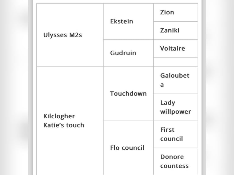 Irish Sport Horse Gelding 4 years 17 hh Bay-Dark in Szymanowo