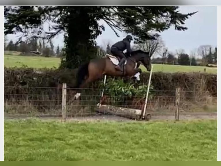 Irish Sport Horse Gelding 4 years 17 hh Bay-Dark in Szymanowo