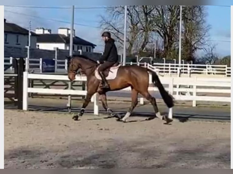 Irish Sport Horse Gelding 4 years 17 hh Bay-Dark in Szymanowo