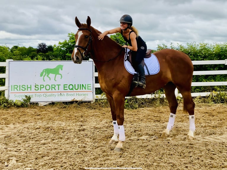 Irish Sport Horse Gelding 4 years 17 hh Chestnut-Red in Mountrath