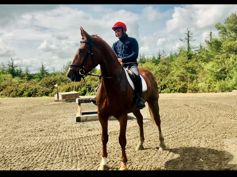 Irish Sport Horse Gelding 4 years 17 hh Chestnut-Red in Mountrath