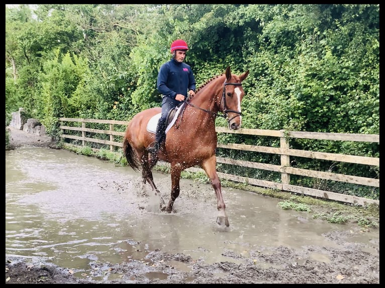 Irish Sport Horse Gelding 4 years 17 hh Chestnut-Red in Mountrath