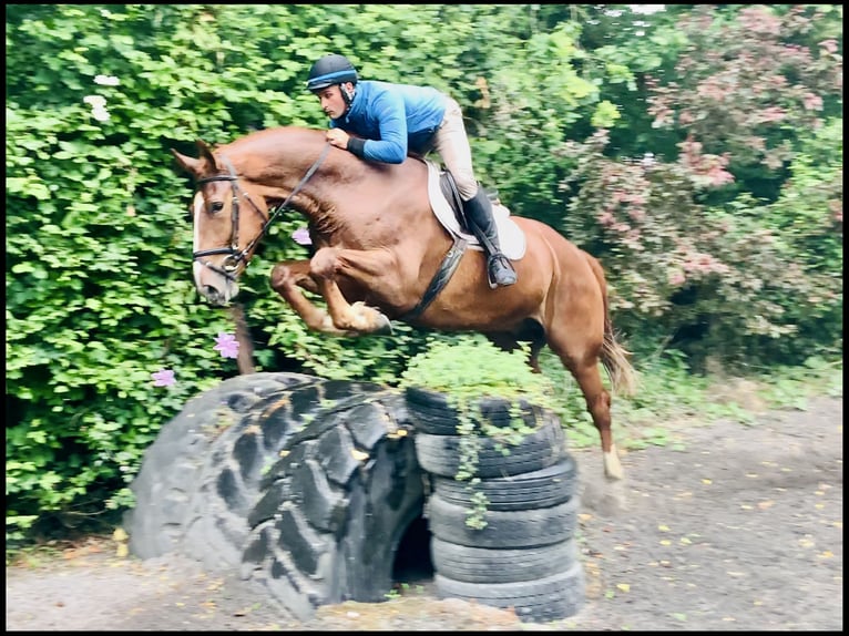 Irish Sport Horse Gelding 4 years 17 hh Chestnut-Red in Mountrath