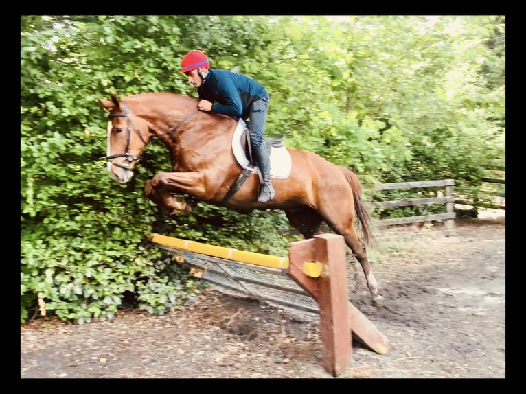 Irish Sport Horse Gelding 4 years 17 hh Chestnut-Red in Mountrath