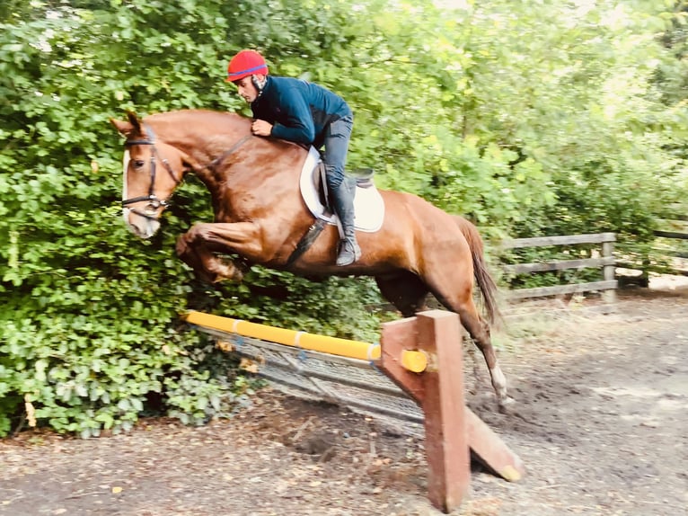 Irish Sport Horse Gelding 4 years 17 hh Chestnut-Red in Mountrath