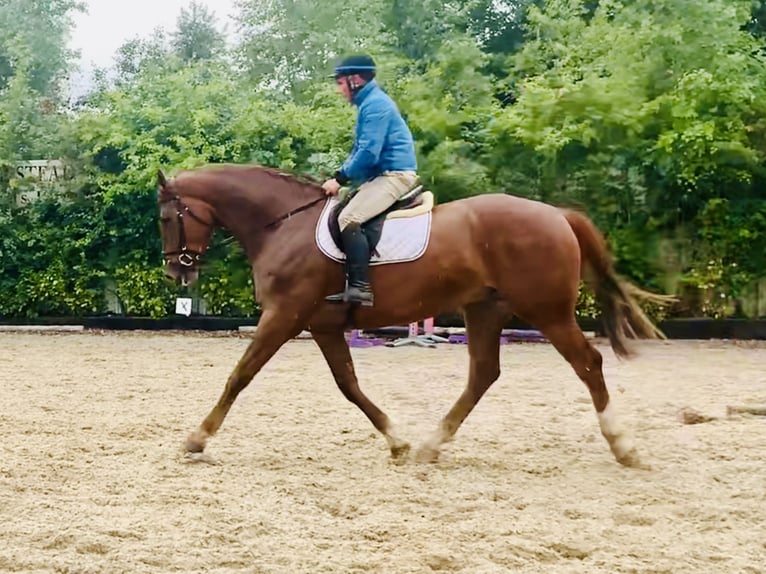 Irish Sport Horse Gelding 4 years 17 hh Chestnut-Red in Mountrath