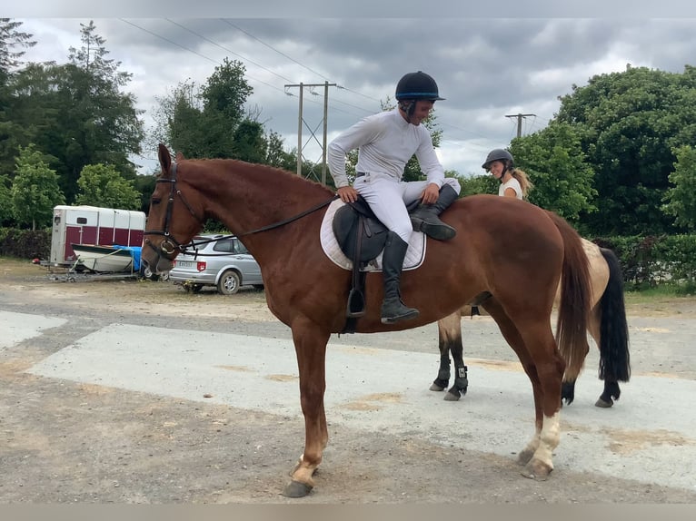 Irish Sport Horse Gelding 4 years 17 hh Chestnut-Red in Mountrath