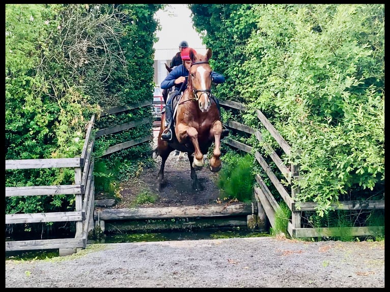 Irish Sport Horse Gelding 4 years 17 hh Chestnut-Red in Mountrath