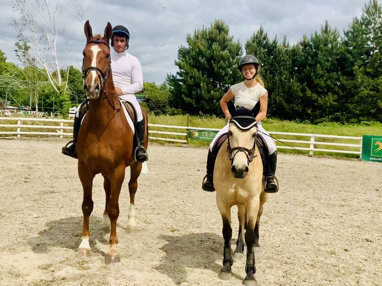 Irish Sport Horse Gelding 4 years 17 hh Chestnut-Red in Mountrath
