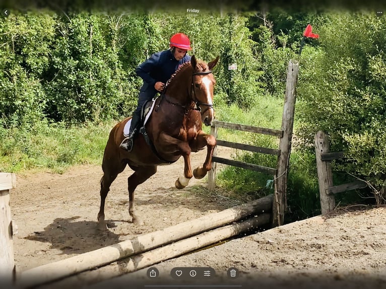 Irish Sport Horse Gelding 4 years 17 hh Chestnut-Red in Mountrath