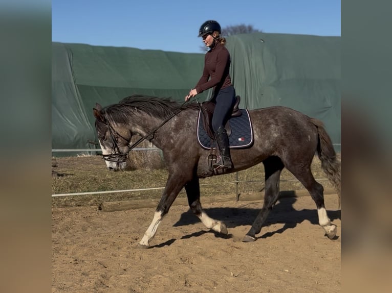 Irish Sport Horse Gelding 4 years 17,2 hh  in Trebbin