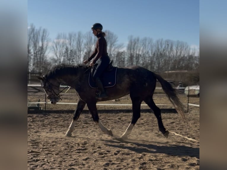Irish Sport Horse Gelding 4 years 17,2 hh  in Trebbin