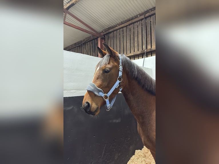 Irish Sport Horse Mix Gelding 4 years Bay in Leitrim