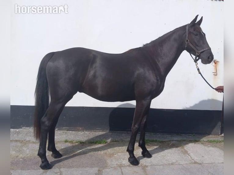 Irish Sport Horse Gelding 4 years Black in Bantry