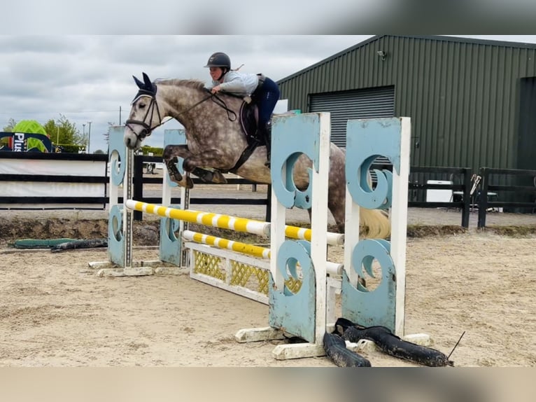 Irish Sport Horse Gelding 4 years Grey-Dapple in Raheen