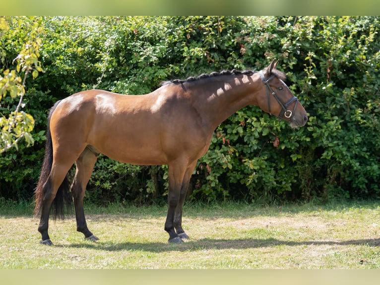 Irish Sport Horse Gelding 5 years 14.2 hh Bay in Newcastle West